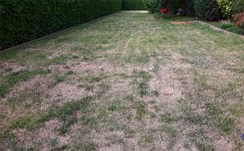 Ergebnis mit einer mobilen Beregnung im Sommer 2018.