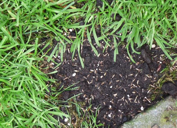 : Spot-Behandlung einer Rasenlücke mit Rasenerde und Saatgut