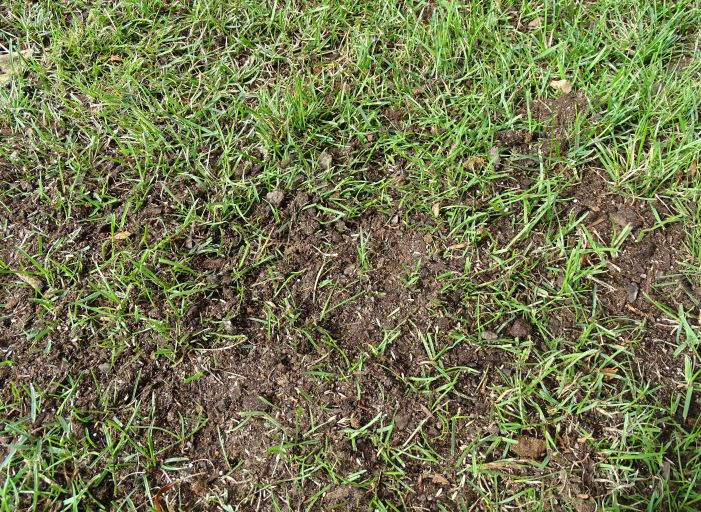 Abdeckung der Rasenlücken mit Rasenerde und Saatgut