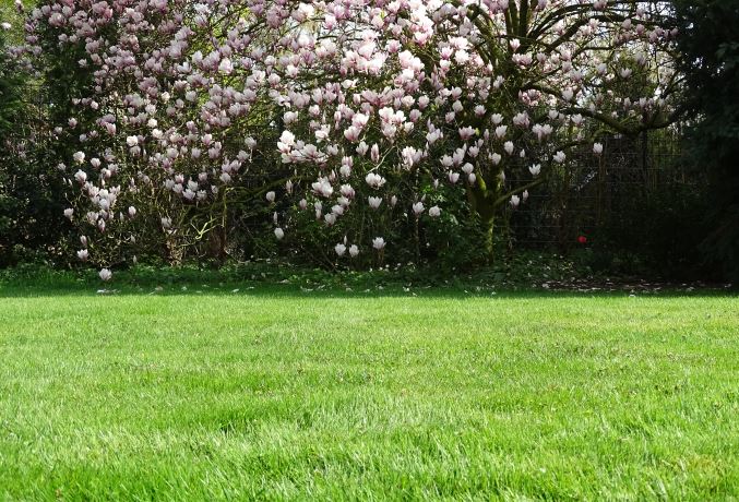 Frischer, vitaler Rasen im Frühjahr