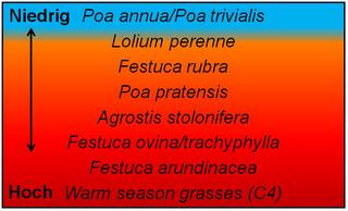 Hitzetoleranz verschiedener Gräserarten