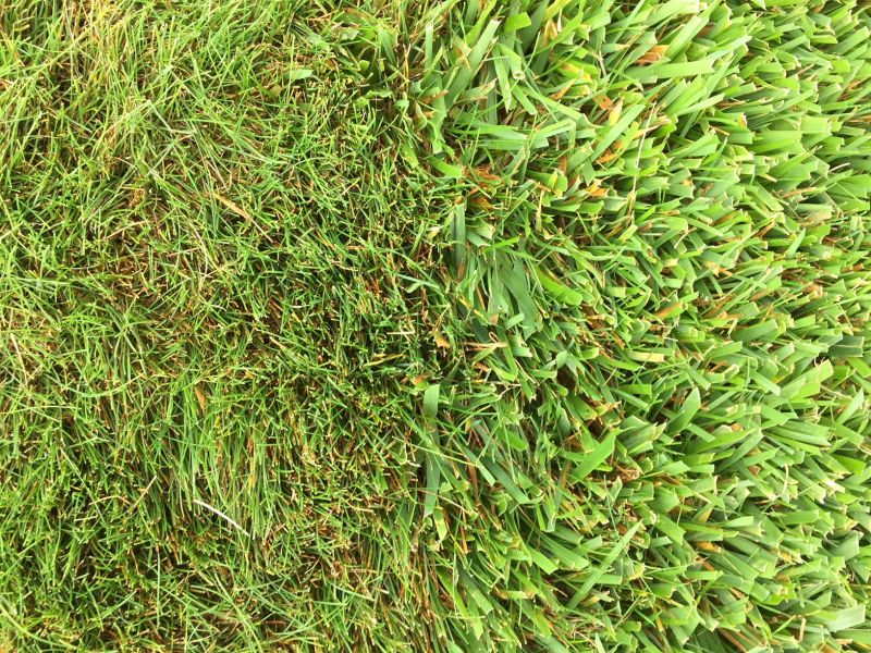  Unterschiedliche Blattbreiten von Festuca trachyphylla