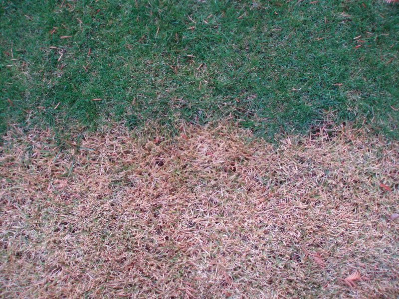 Winteraspekt von dormantem Bermudagrass