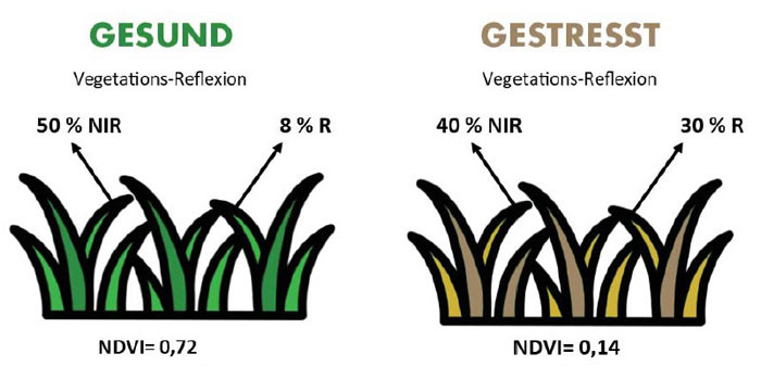 Darstellung des Reflexionsverhaltens von gesunder und gestresster Vegetation