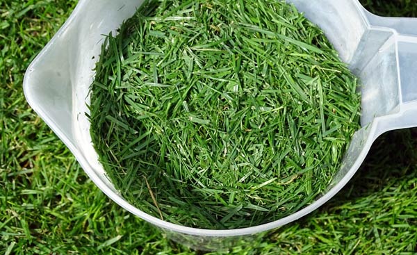 Rasenschnittgut enthält wertvolle Inhaltsstoffe