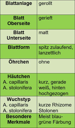 Unterscheidungs- und Erkennungsmerkmale von Agrostis capillaris und Agrostis stolonifera in der Übersicht.