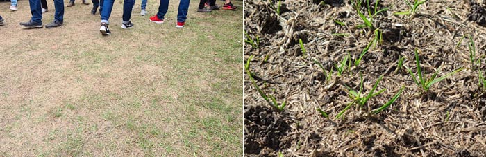 Ausgetrockneter und stark genutzter Gebrauchsrasen Mitte September 2022 nach anhaltender Trockenheit