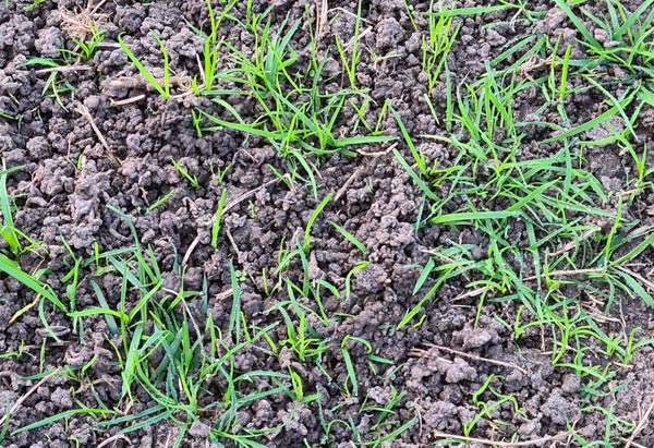 Intensive Durchmischung des Bodens durch Regenwurm-Aktivität