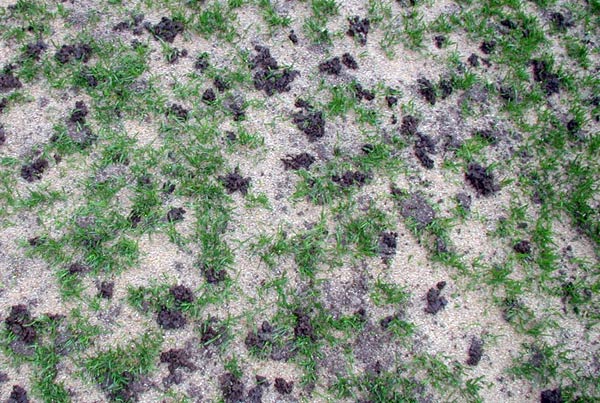 Starker Besatz mit Wurmlosungen auf einem Strapazierrasen nach Besandung.