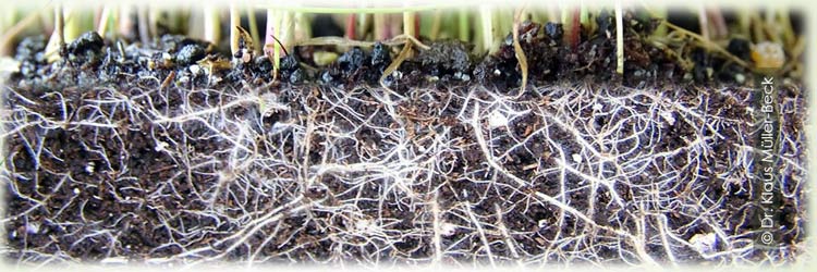 Gräserwurzeln in einem gesunden Boden-Ökosystem.