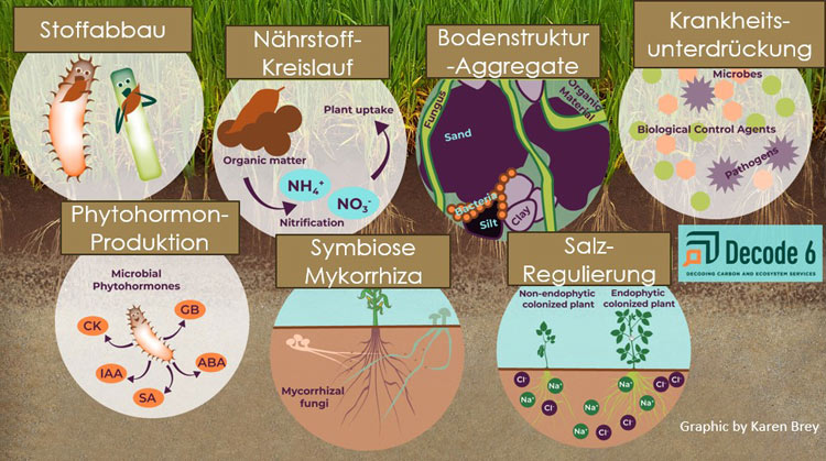 Schematische Übersicht zur Aktivität der Mikroorganismen im Boden.