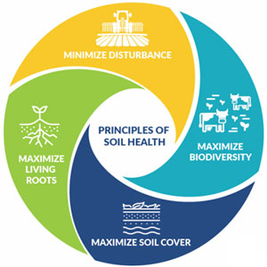 Für die Verbesserung der Bodenfunktion bestätigt die Forschung zur Bodengesundheit folgende Gesichtspunkte bei der Bewirtschaftung.