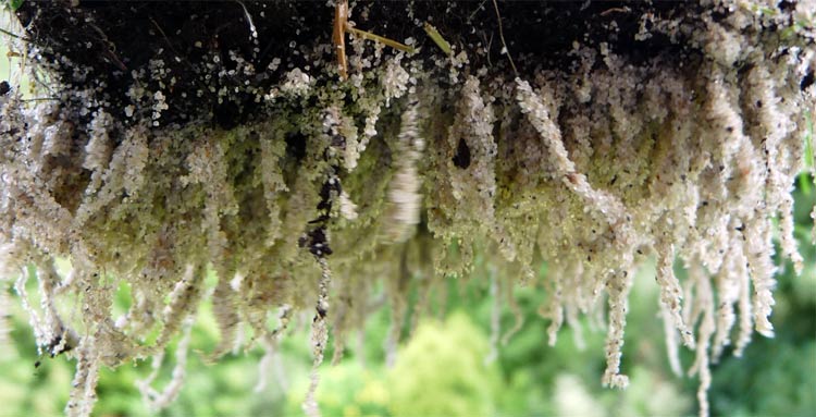 Dichte, aktive Wurzeln der Gräser fixieren Bodenpartikel und verhindern die Erosion.