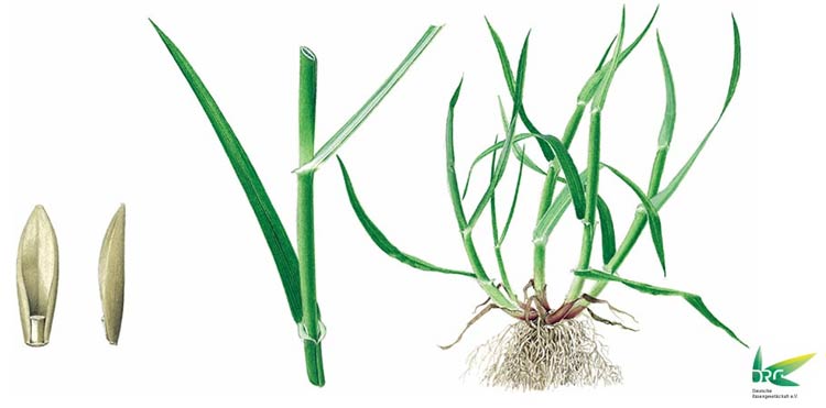 Deutsches Weidelgras