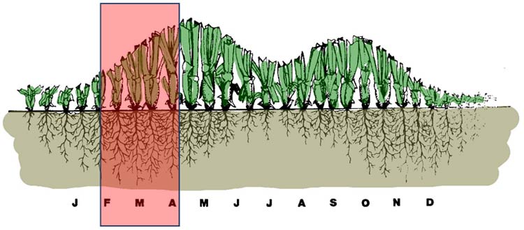 Im Frühjahr ist das stärkste Wurzelwachstum unserer Rasengräser. 