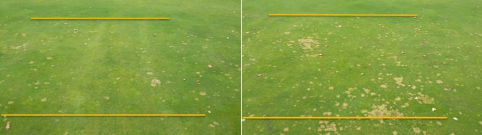 Parzelle mit UV-C Dosis 3 (links) mit geringerem Auftreten von Dollarflecken im Vergleich zu einer Kontrollparzelle mit deutlich stärkerem Dollarfleckenbefall 