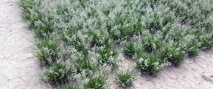 Aller Anfang ist schwer: Auf kleinsten Flächen werden die vorhandenen Samen einer neuen Sorte ausgesät und geerntet, um das sortenreine Saatgut in Jahresetappen zu vermehren
