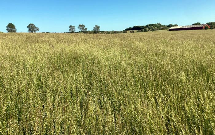 Großflächige Rasensamen Produktionsfläche - Die Sorte hat es geschafft,  ist fest etabliert und wird jährlich auf mehreren hundert Hektar angebaut.