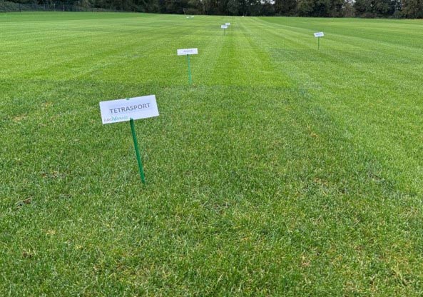 Tetraploide Lolium perenne-Sorte im Demonstrationsversuch.