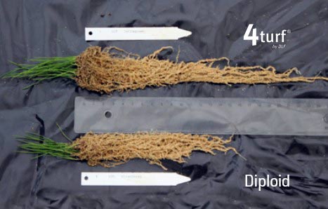 Tetraploide Lolium perenne Sorten (oben) entwickeln eine ausgeprägte Wurzelstruktur und können somit vorhandene Wasserreserven im Boden besser erschließen.