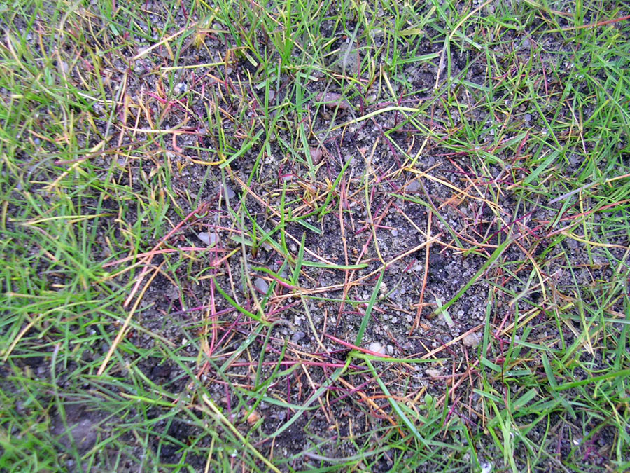 Pythium-Infektion in einer Neueinsaat mit typischer rötlicher Verfärbung der jungen Gräser 