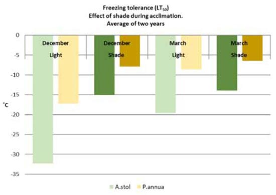 Die Auswirkung von Schattenwirkung (30 % des natürlichen Tageslichts) auf die Frosttoleranz während der Anpassungsphase von Agrostis stolonifera (Flechtstraußgras) und Poa annua (Jähriges Rispengras) im Vergleich zu Gräsern bei natürlicher Herbstbelichtung am NIBIO-Standort Apelsvoll.