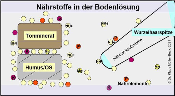Schematische Darstellung der Nährstoffnachlieferung aus der Festsubstanz des Bodens (Tonmineral + Humus).