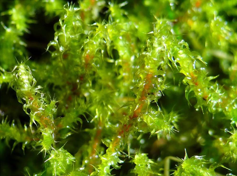 Sparrige Runzelbruder (Rhytidiadelphus squarrosus)