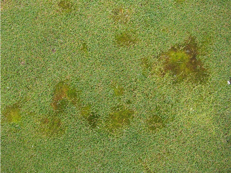 Silbermoos syn. Silberbirnmoos (Bryum argenteum)