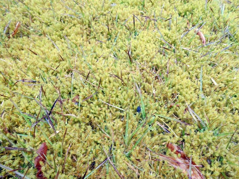 Detailansicht des Mooses – der Sparrige Runzelbruder? Viel spricht dafür.